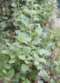 Piantine di "Bacche di Goji"