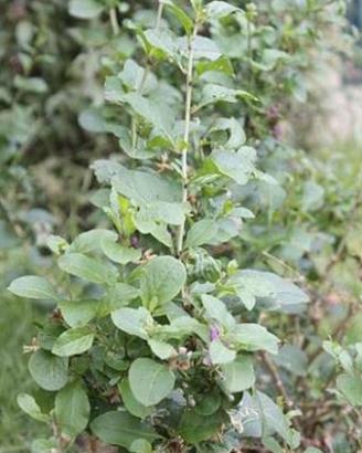 Piantine di "Bacche di Goji"