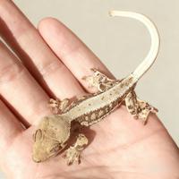 Baby geco Ciliatus Lilly White femmina, teca