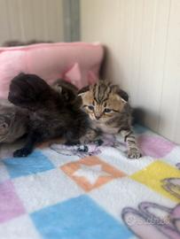 Scottish fold