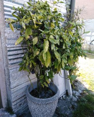 Piante varie da giardino, interno, grasse e frutto