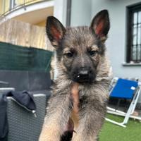 Cuccioli pastore tedesco