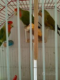 Inseparabili