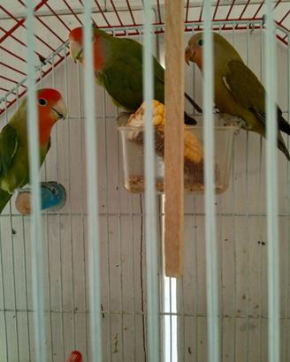 Inseparabili