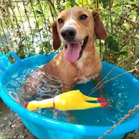 Cane maschio taglia contenuta in adozione
