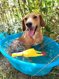 Cane maschio taglia contenuta in adozione
