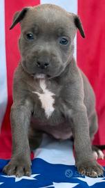 Amstaff cuccioli Blu