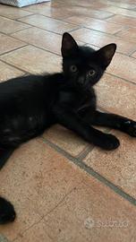 Olivia, gattina nera ADOZIONE ADOZIONE