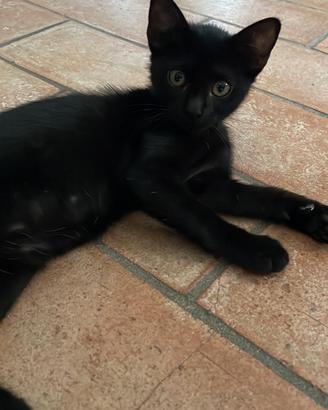 Olivia, gattina nera ADOZIONE ADOZIONE