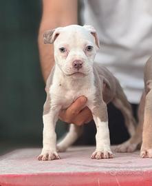 American pitbull terrier