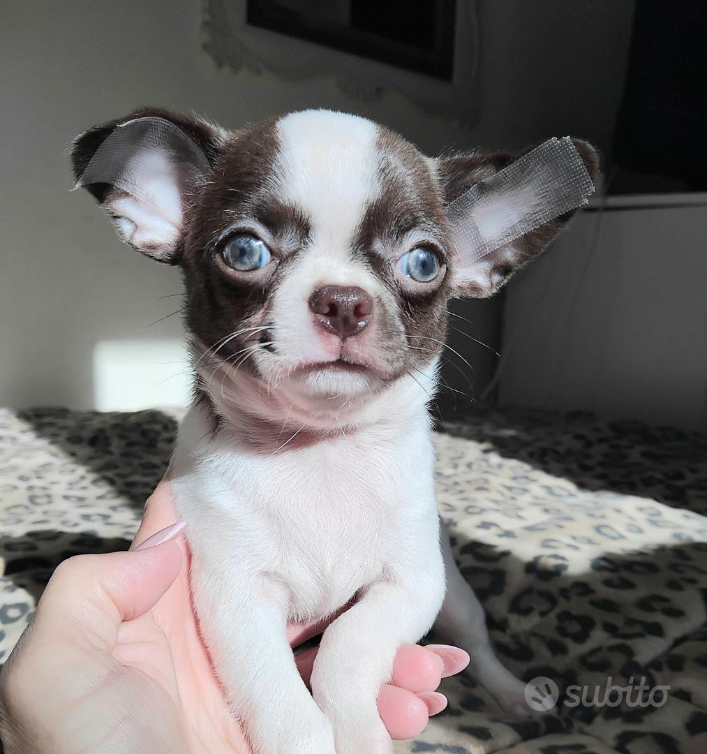 Chihuahua maschietto pelo corto Pedigree Enci - Animali In vendita a ...