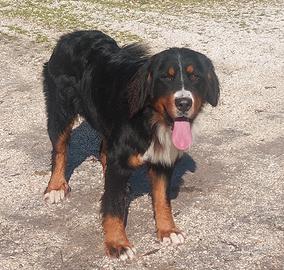 Bovaro del bernese