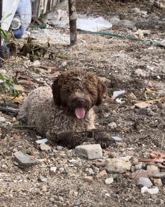 Lagotto romagnolo