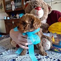 Barboncino Toy