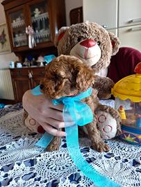 Barboncino Toy