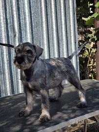 Cuccioli schnauzer medio sale e pepe
