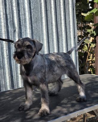 Cuccioli schnauzer medio sale e pepe