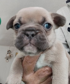 Bulldog francese esotici