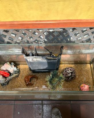 Acquario