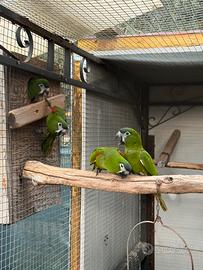 Ara nobilis riproduttive