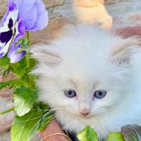 Cucciolo di ragdoll