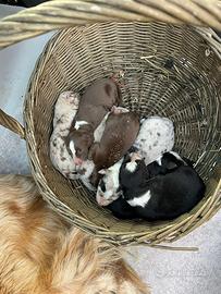 Border collie cuccioli