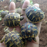 Tartarughe di terra con documenti e microchip
