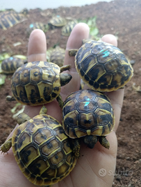 Tartarughe di terra con documenti e microchip