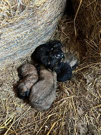 Cuccioli Pastore del Caucaso