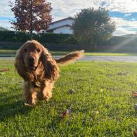 Cocker Spaniel Inglese per Monta