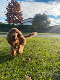 Cocker Spaniel Inglese per Monta