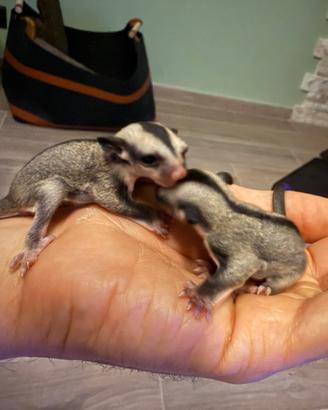 Cuccioli petauri dello zucchero