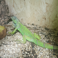 Iguana verde