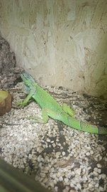 Iguana verde