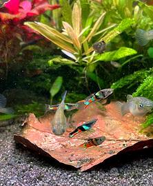 Endler (guppy Venezuela)