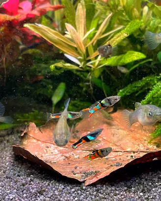 Endler (guppy Venezuela)