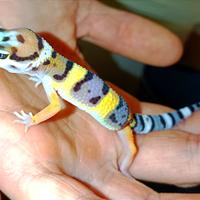 Baby geco leopardino, teca, insetti a S.G.Milanese