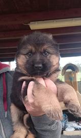 Cuccioli di Pastore Tedesco