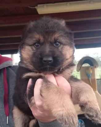 Cuccioli di Pastore Tedesco