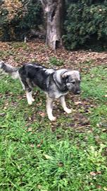 Pastore dell'Asia centrale