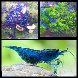 Caridine / Gamberetti acqua dolce blue dream