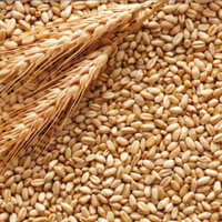 Grano