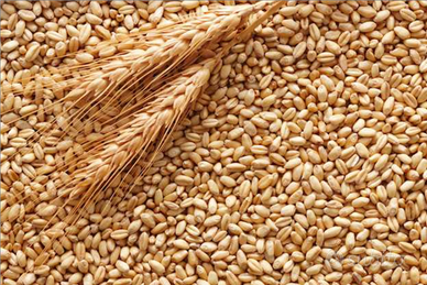 Grano
