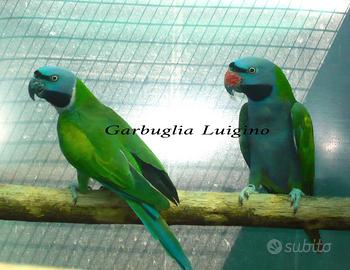 Pappagallo - Derbiana FEMMINA