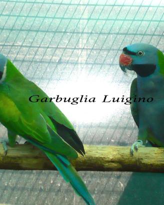 Pappagallo - Derbiana FEMMINA