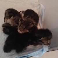 Regalasi gattini