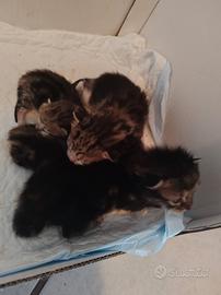 Regalasi gattini
