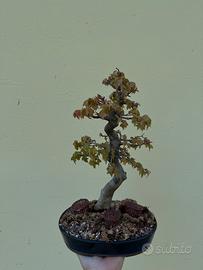 Bonsai acero tridente