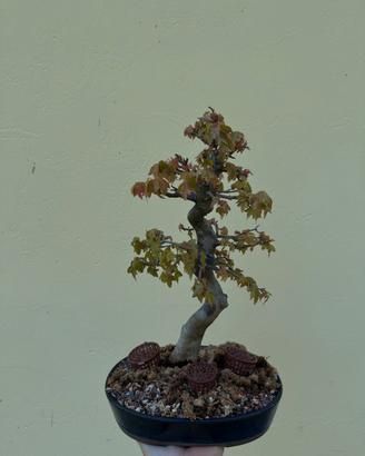 Bonsai acero tridente