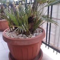 Piante Palme 